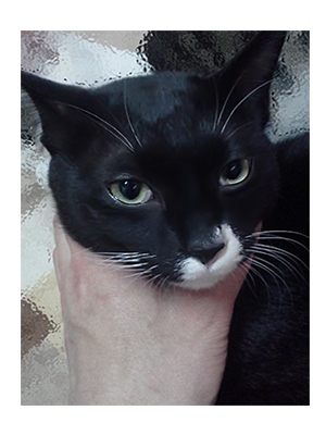 경기도/구리시/교문동(턱시도고양이) 찾습니다.