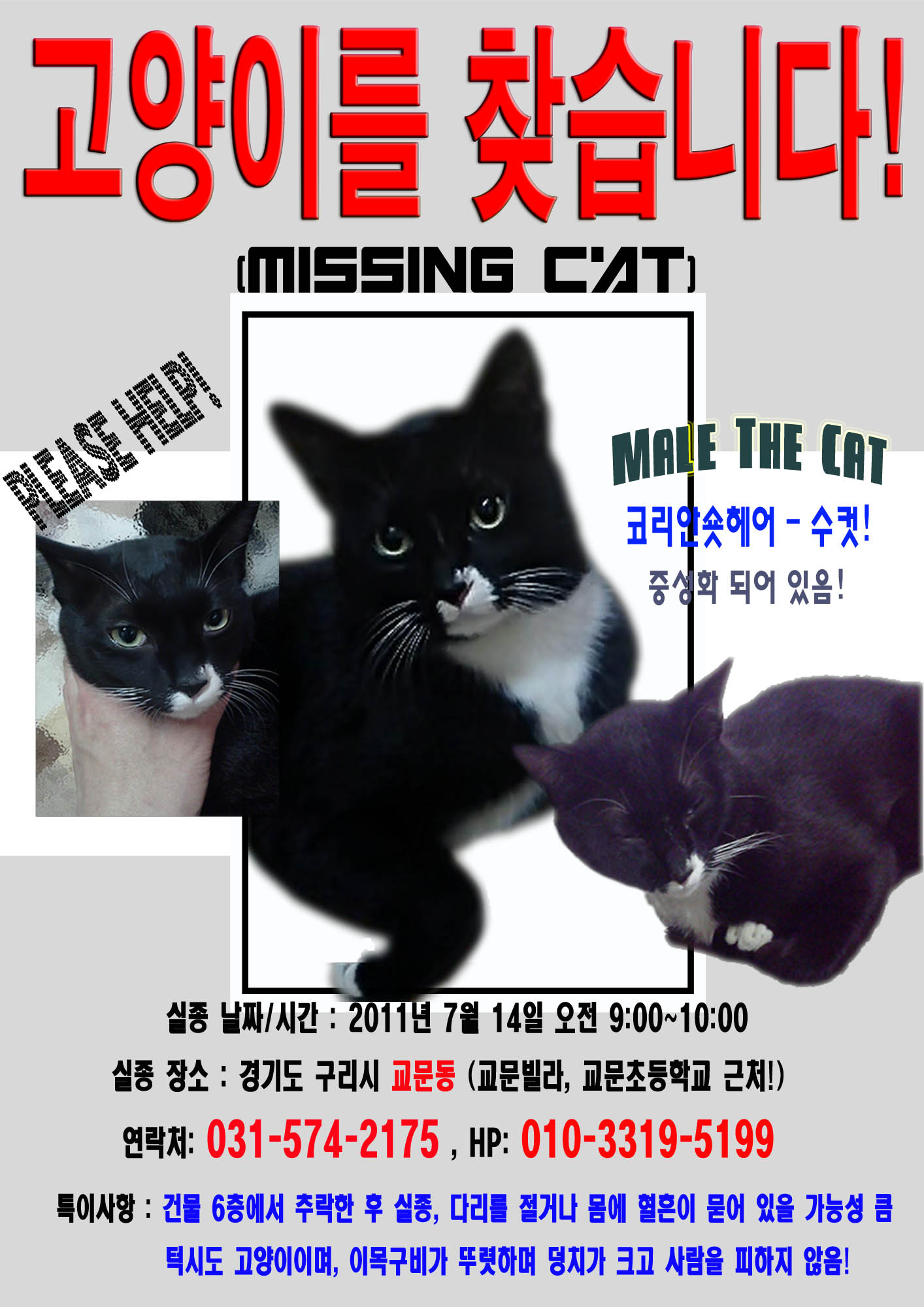 경기도/구리시/교문동(턱시도고양이) 찾습니다.