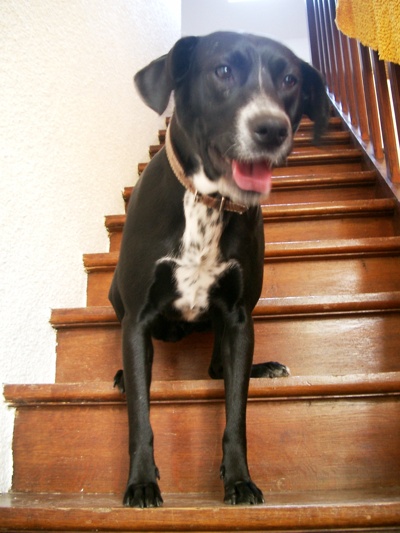 개를 찾습니다. 