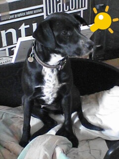 개를 찾습니다. 