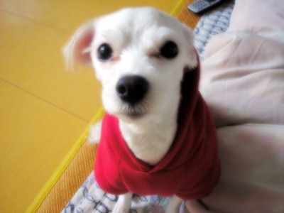 말티즈 여아 5~6kg