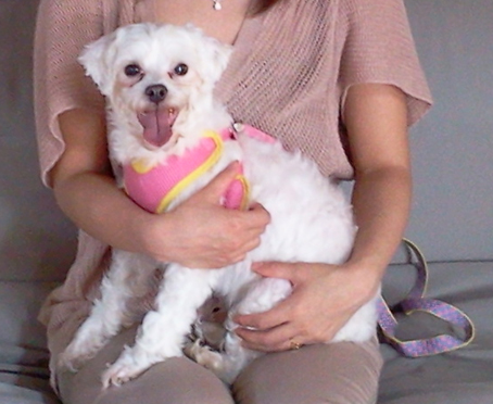 말티즈 여아 5~6kg