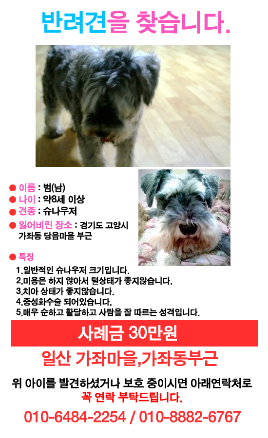 [수정]경기고양일산서구가좌동일대 슈나우저를 찾습니다.