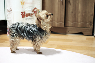 관악구 신림동 요크셔남아 찾아요!