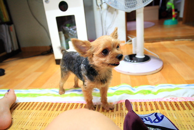 관악구 신림동 요크셔남아 찾아요!