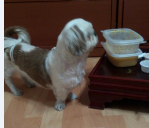 인천 남구 용현초등학교 부근에서 잃어버린 강아지를 찾아주세요 (시추여아)|