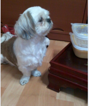 인천 남구 용현초등학교 부근에서 잃어버린 강아지를 찾아주세요 (시추여아)|