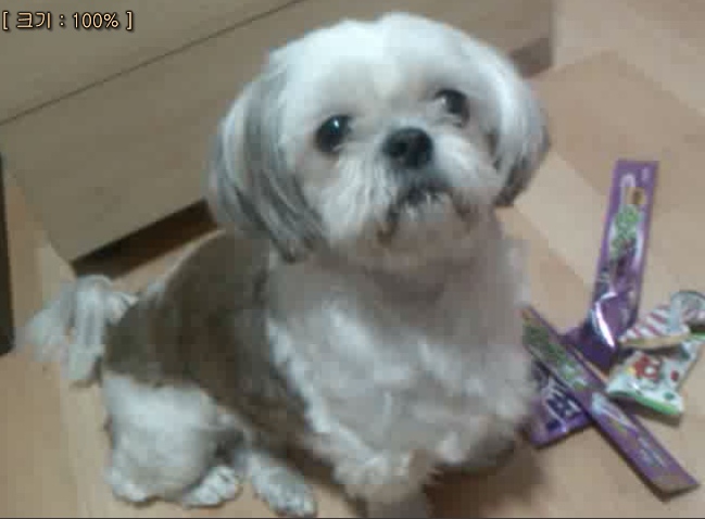 인천 남구 용현초등학교 부근에서 잃어버린 강아지를 찾아주세요 (시추여아)|