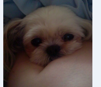 인천 남구 용현초등학교 부근에서 잃어버린 강아지를 찾아주세요 (시추여아)|