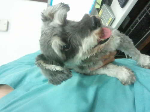 동작구++슈나우져 남아 보호중입니다.