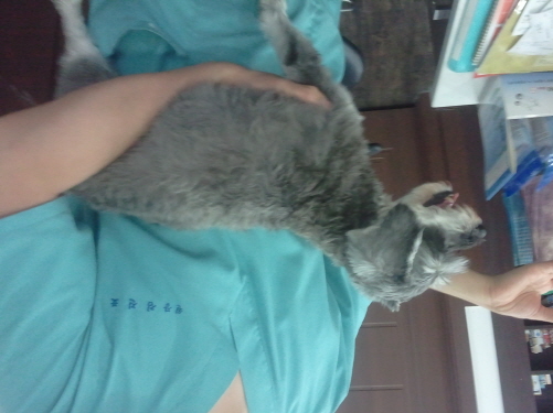 동작구++슈나우져 남아 보호중입니다.