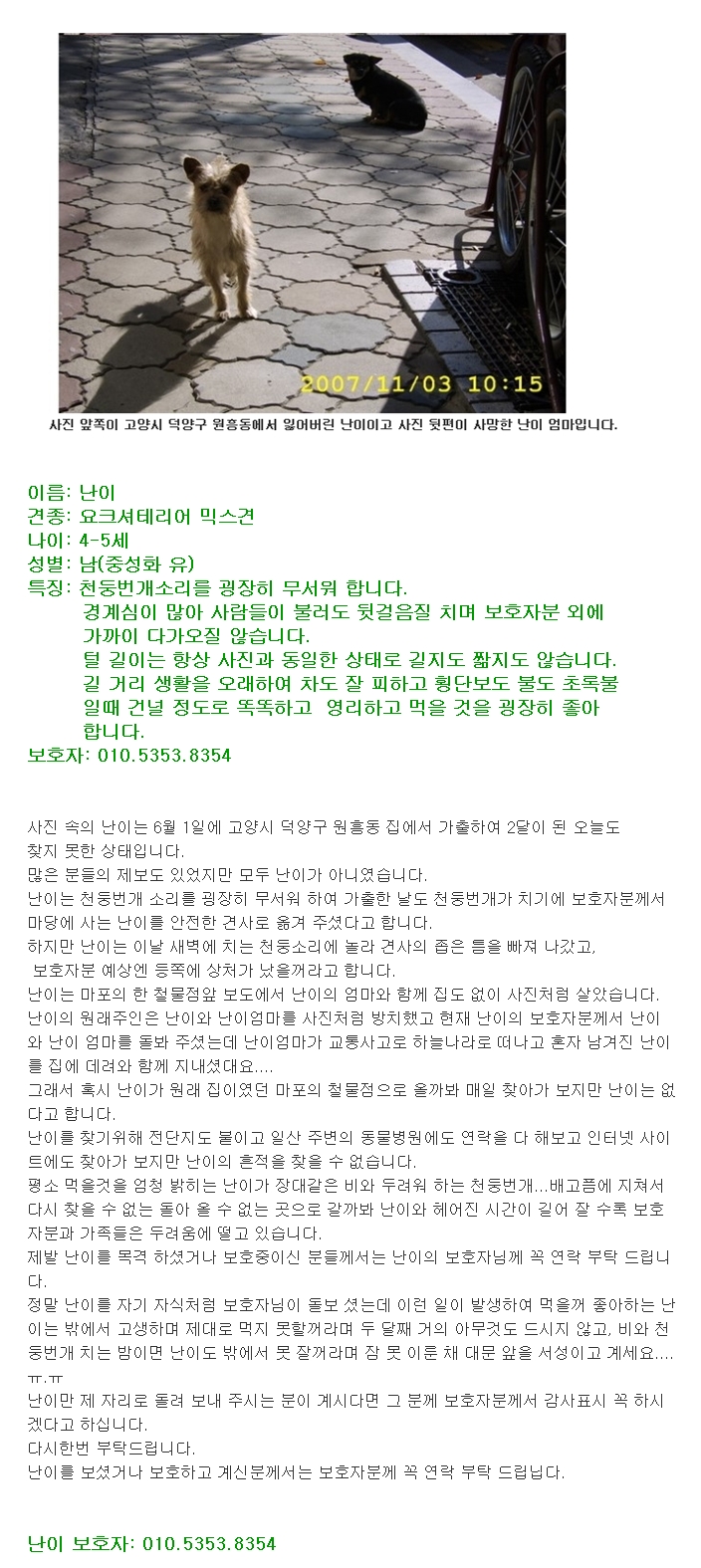 고양시덕양구원흥동에서6월1일가출한믹스견난이를찾습니다.