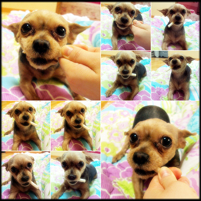 깜비를 찾아요.ㅠㅠ (요크셔테리어,암컷)