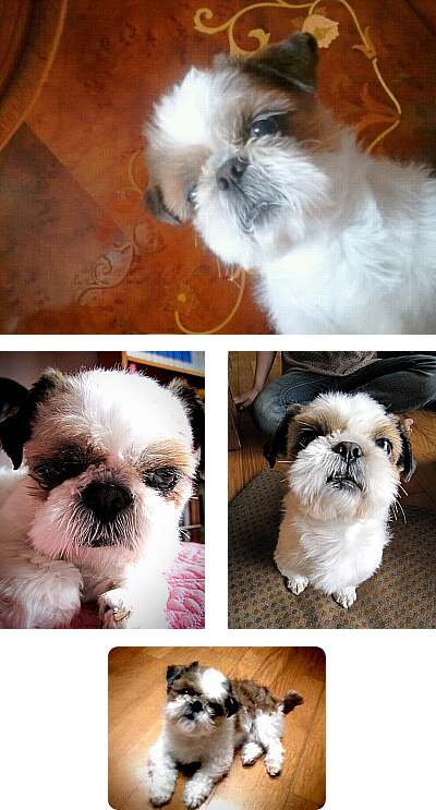 경남 양산시 주남동 시츄 남아를 찾습니다..