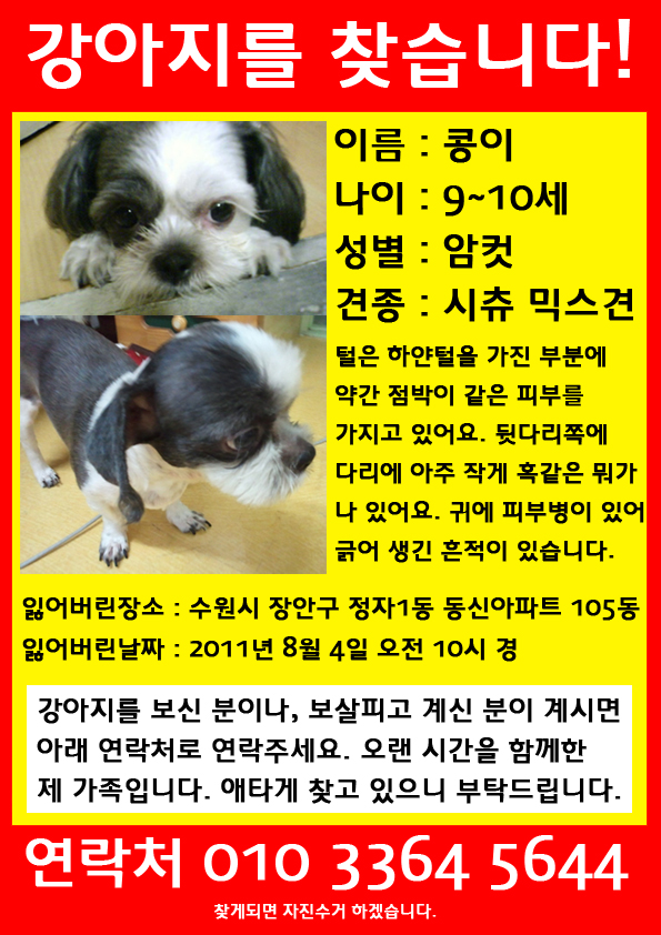 수원 정자1동 시츄믹스견 여아 콩이 찾습니다.