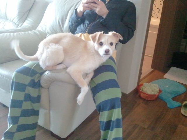 강동구강일리버파크에서 믹스견 남아를찾습니다