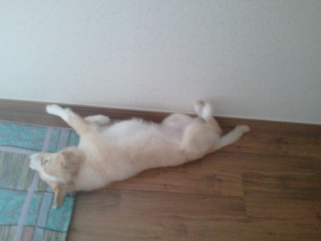 강동구강일리버파크에서 믹스견 남아를찾습니다