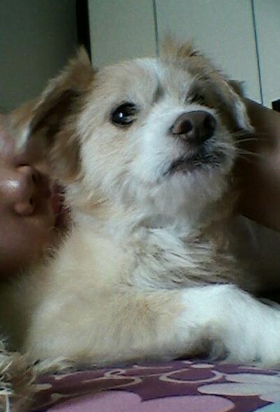 강동구강일리버파크에서 믹스견 남아를찾습니다