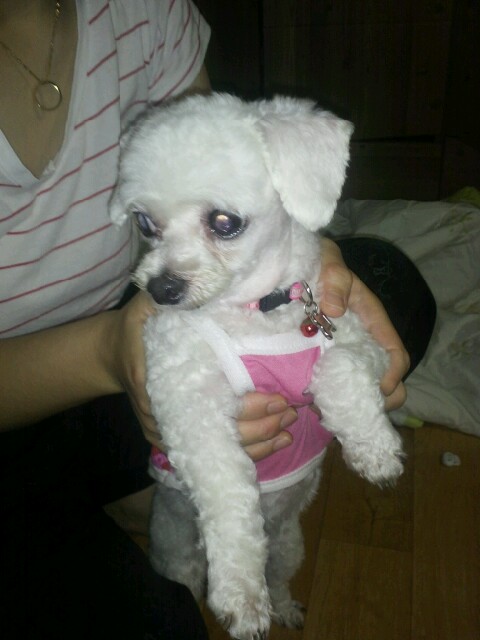 부산 구서1동에서 강아지보호중입니다.