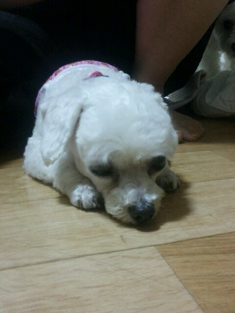 부산 구서1동에서 강아지보호중입니다.