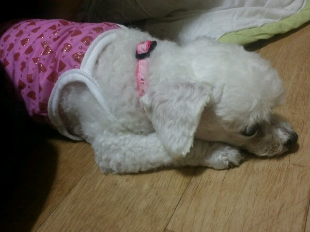 부산 구서1동에서 강아지보호중입니다.