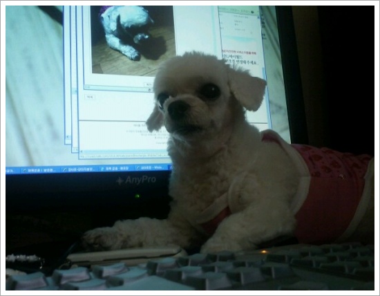 부산 구서1동에서 강아지보호중입니다.