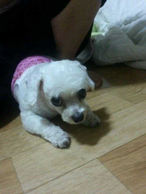 부산 구서1동에서 강아지보호중입니다.