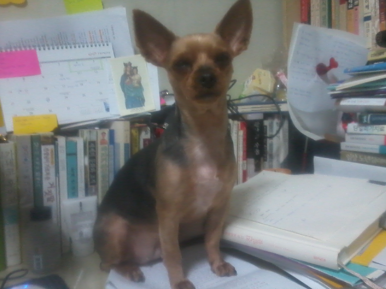 요크셔를 찾습니다(서울 한남동오거리 부근)