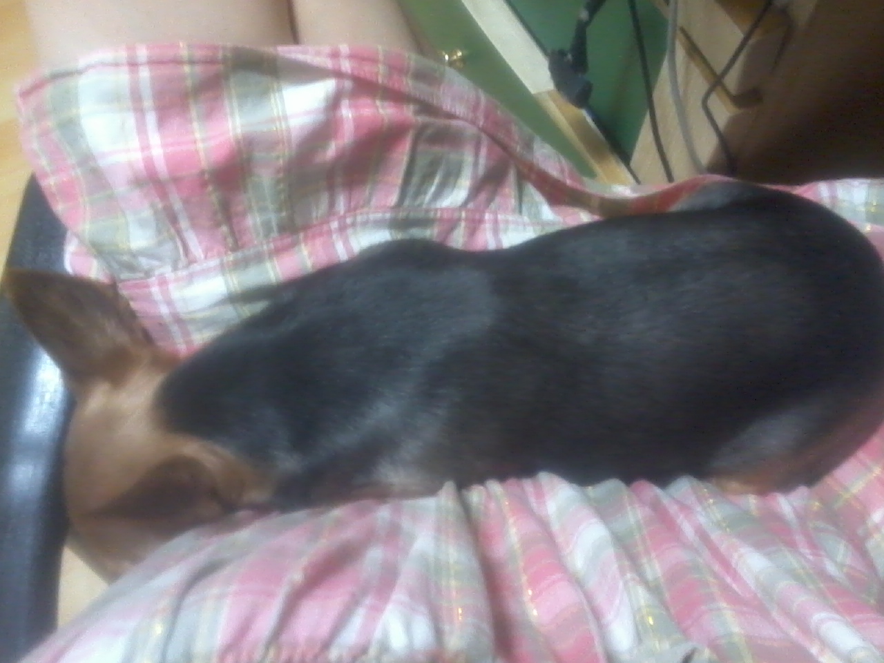 요크셔를 찾습니다(서울 한남동오거리 부근)