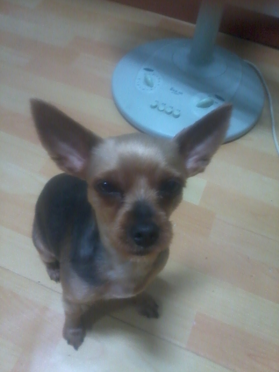 요크셔를 찾습니다(서울 한남동오거리 부근)