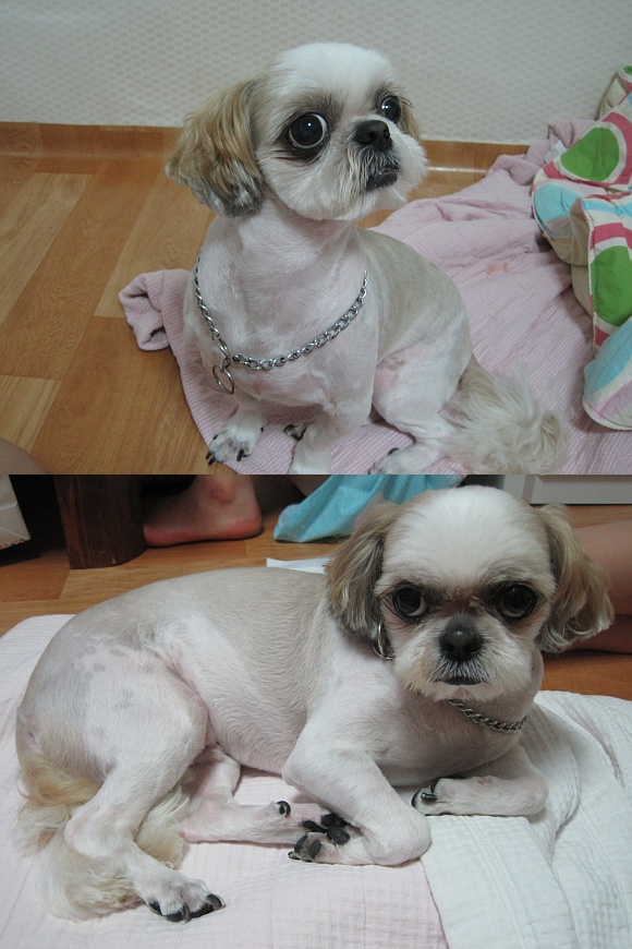 ★우리 왕.건.이를 애타게 찾습니다.★