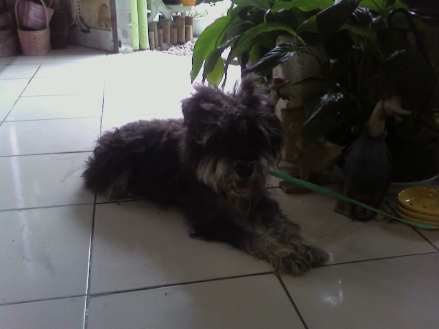 박달동-슈나우저