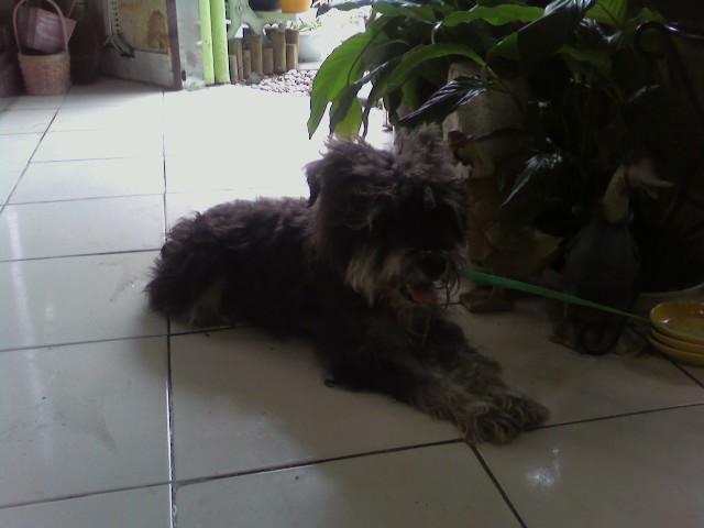 박달동-슈나우저