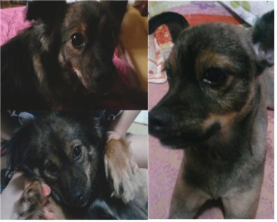 울산 중구청 주택단지에서 잃어버렸습니다.