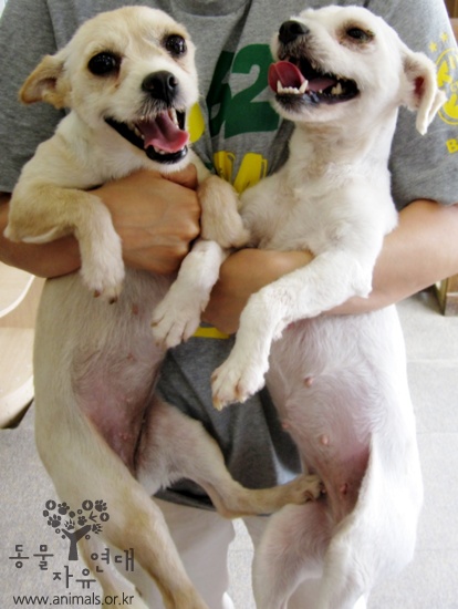 [D11-073관외] 말티즈 혼혈견 자매 영희와 순희를 가족으로 맞아주세요.