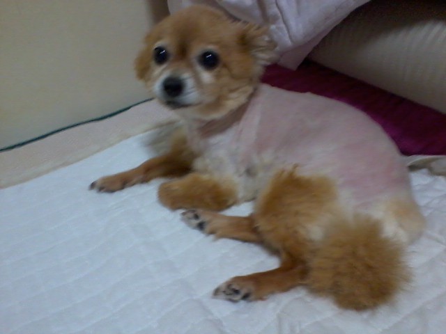 인천간석동 포메리안 사진