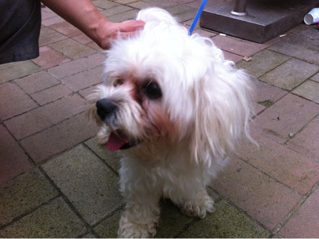 해당 말티즈 사진