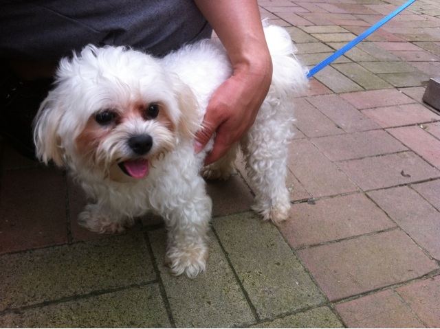 해당 말티즈 사진