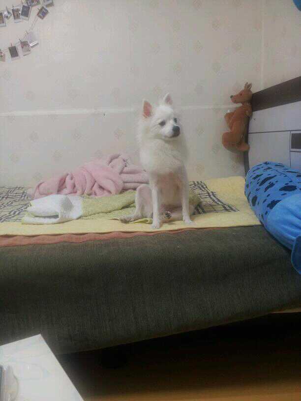스피츠두마리를 잃어버렷어요 도와주세요ㅠ