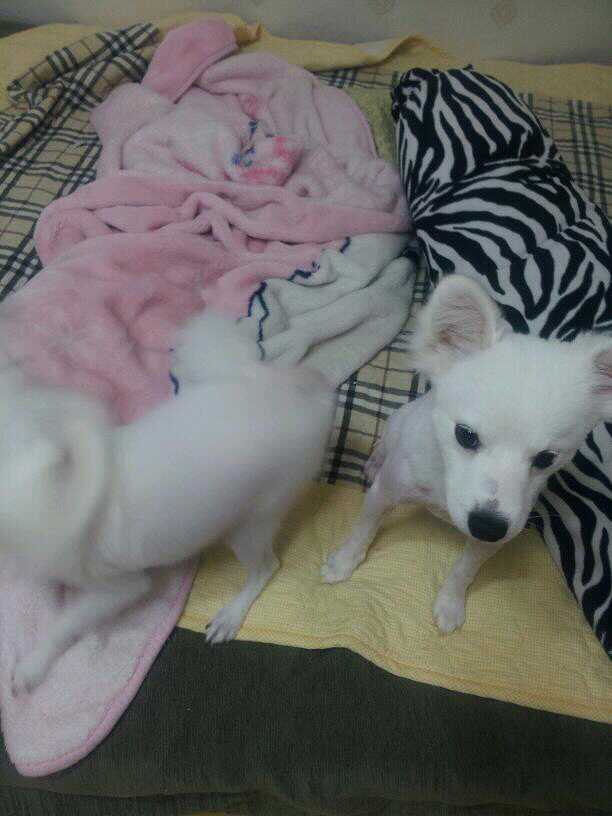 스피츠두마리를 잃어버렷어요 도와주세요ㅠ