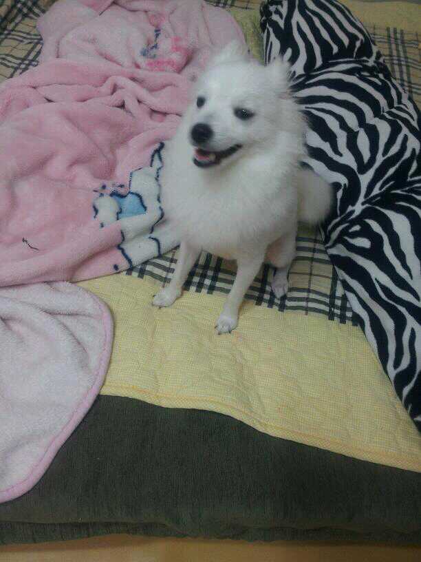 스피츠두마리를 잃어버렷어요 도와주세요ㅠ