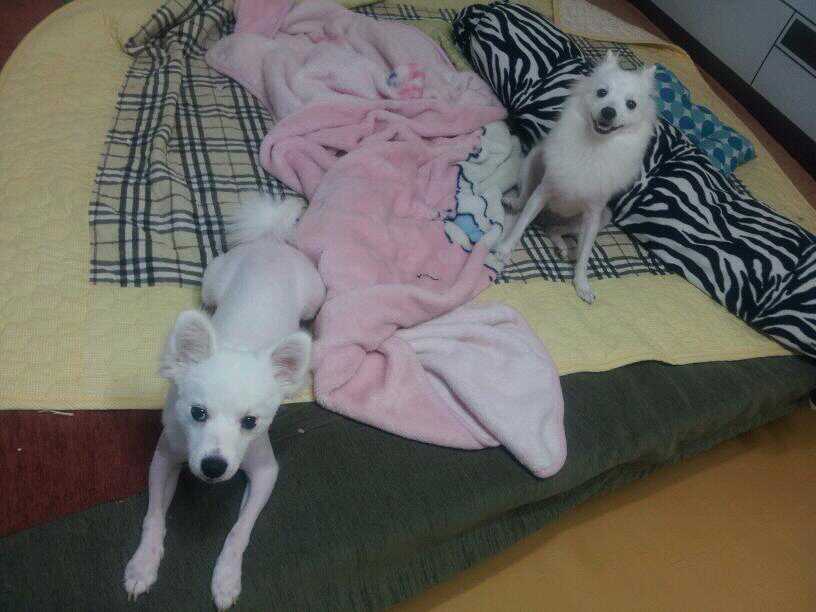 스피츠두마리를 잃어버렷어요 도와주세요ㅠ