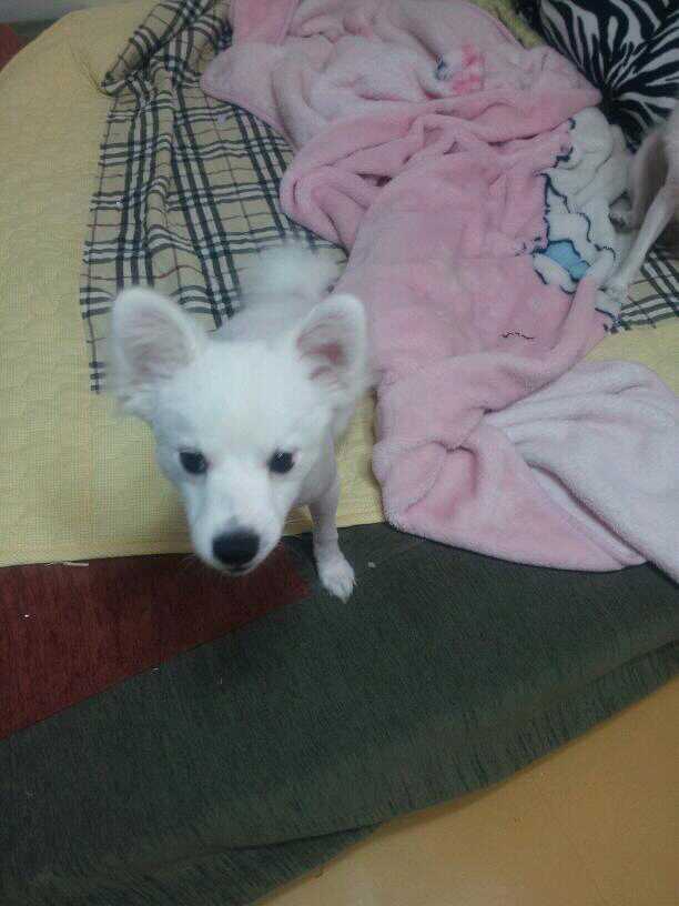 스피츠두마리를 잃어버렷어요 도와주세요ㅠ