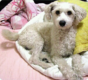 8월1일 구로구 개봉동 동인아파트앞에서