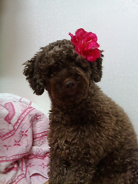 성북구 동선동 5가 초코푸들 잃어버렸어요 ~ ㅠ ㅠ 