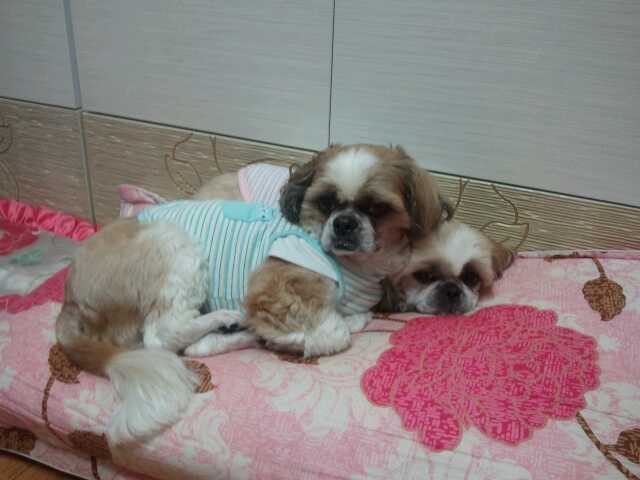 안산선부3동 몽이를 찾아주세요