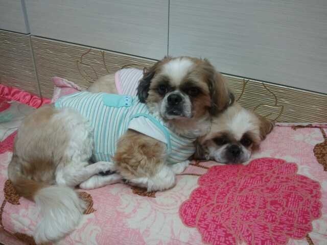 안산선부3동 몽이를 찾아주세요