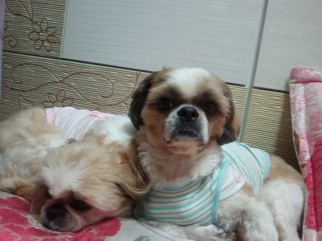 안산선부3동 몽이를 찾아주세요