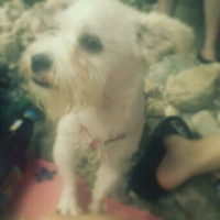 대전광역시 중구 용두동(하얀 믹스견)