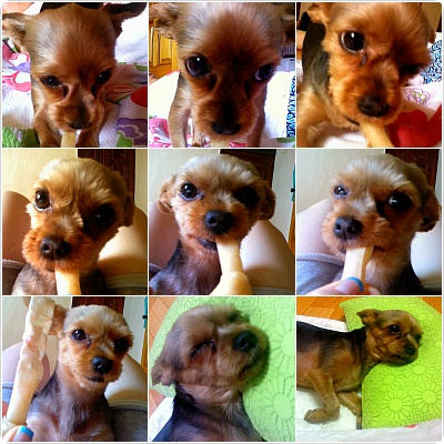 요크셔테리어,여아 (서울강북구미아9동)사례하겠습니다.